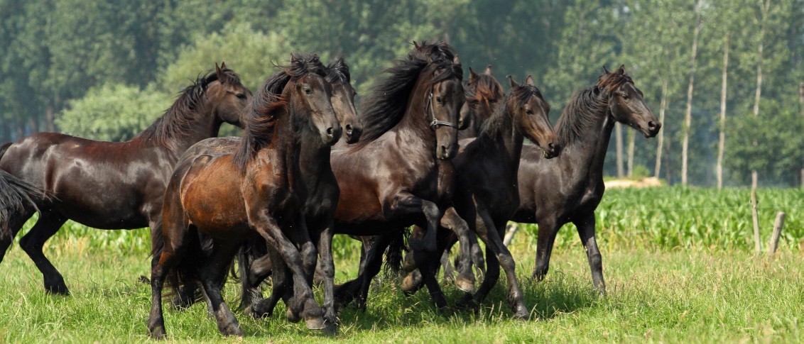 Stal Warande – Fokkerij van friese paarden